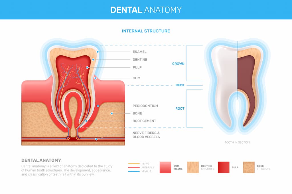 tooth-structure2