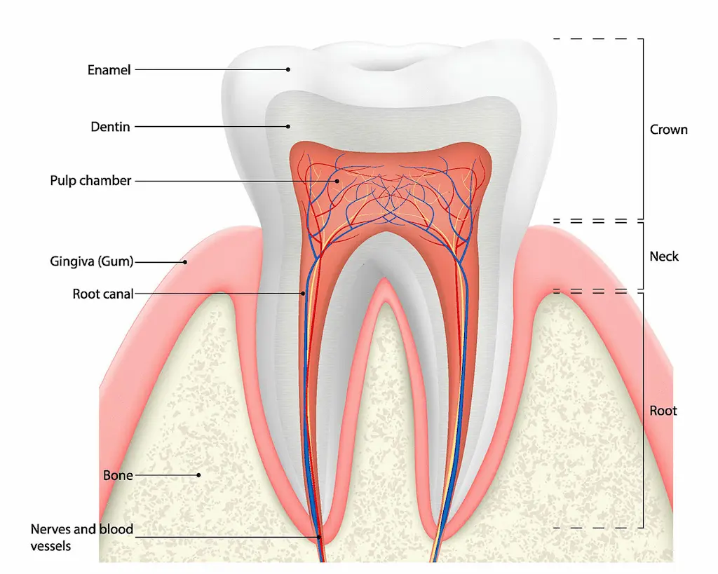 teeth-material-1